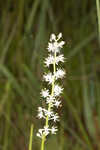 Coastal false asphodel